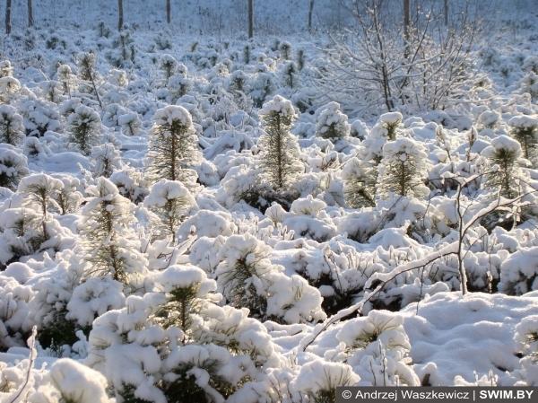 Andrzej Waszkewicz | Snow Trekking 1-го января, кросс, треккинг