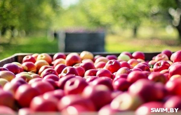 Andrzej Waszkewicz | Яблоки Яблоки, apples, Swim.by