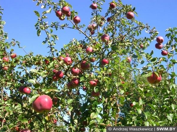 Andrzej Waszkewicz | Яблоки Яблоки, apples, Swim.by