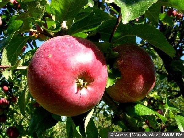 Andrzej Waszkewicz | Яблоки Яблоки, apples, польские яблоки
