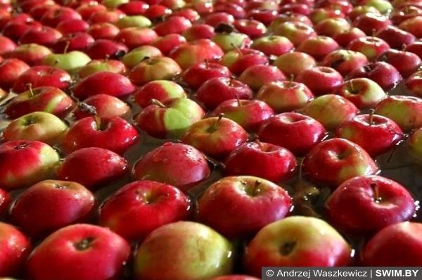 Andrzej Waszkewicz | Яблоки Яблоки, apples, яблоки и плавание
