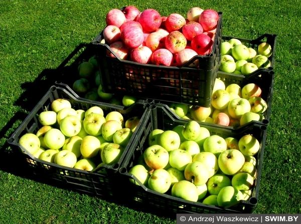 Andrzej Waszkewicz | Яблоки Яблоки, apples, польза яблок