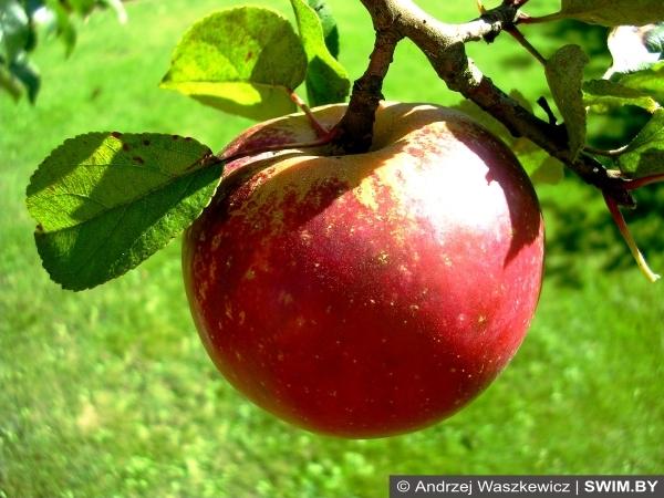 Andrzej Waszkewicz | Яблоки Яблоки, apples, полезные продукты, Swim.by
