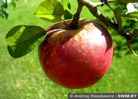 Andrzej Waszkewicz | Яблоки Яблоки, apples