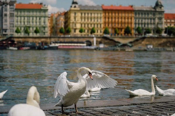 Challenge Prague Triathlon 2018 Challenge Prague Triathlon 2018, Challenge Prague Triathlon Photo, Triathlon Challenge Prague Foto, www.swim.by, Challenge Prague 2018 Photo, Triathlon Challenge Prague 2018, Триатлон Challenge Прага Фото, Challenge Prague Foto, Swim.by