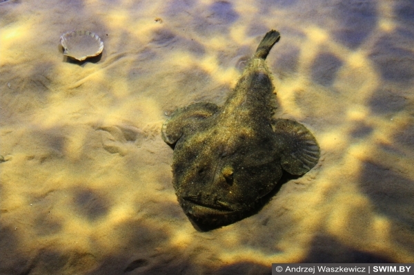 Andrzej Waszkewicz | Океанариум в Лиссабоне Fish, хищные рыбы аквариум Португалия