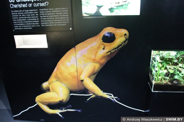 Andrzej Waszkewicz | Океанариум в Лиссабоне Frogs, лягушки океанариум Лиссабон