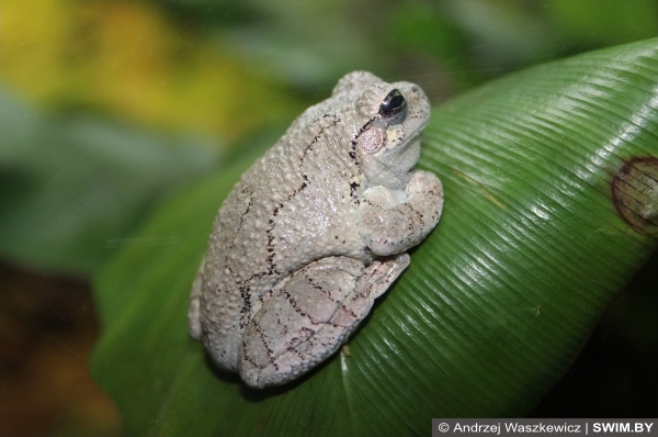 Andrzej Waszkewicz | Океанариум в Лиссабоне Frogs, лягушки океанариум Лиссабон