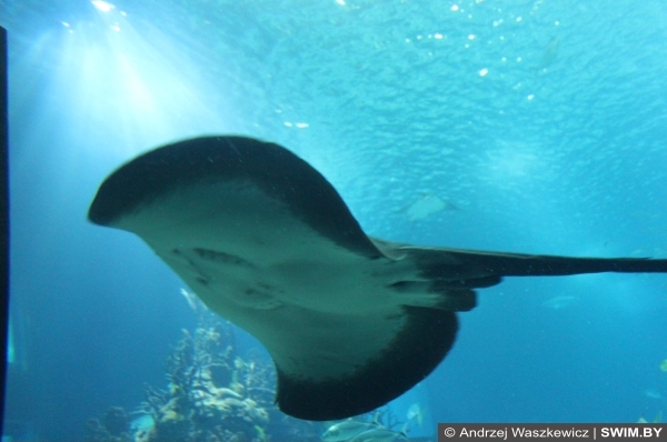Andrzej Waszkewicz | Океанариум в Лиссабоне Oceanarium Lisbon photo